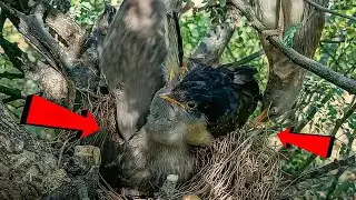 Wild Babbler Bird Babies All Grown Up &ndash; Rare Nature Moment