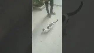 My cat eating chips
