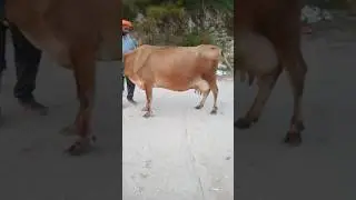 2nd timer jersey 🌟🐄🔝 #himachalpradesh #animal