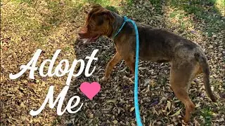 😋 Lick mats for shelter dogs + adoption details for Butterfly 🦋