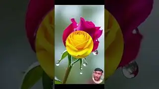 The Rose - You're Beautiful