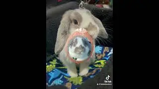I am a coconut 🥥 #bunny #rabbit #freeroambunny #lopbunny #bunnytok #petshorts #cute