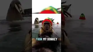Walrus Come for Monkey #rastamonkey #jahmonkey #jahmunkey #funnyanimal
