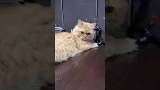 Cute Cat #live #livestream #cat #cats #cute #catlovers #kittycats #cutecat #pets #animals #love