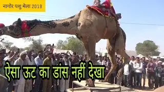 ऐसा ऊट का डांस नहीं देखा होगा आपने ||नागोर पशु मेला 2019||