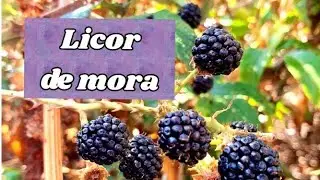 Licor de mora CASERO 🍇