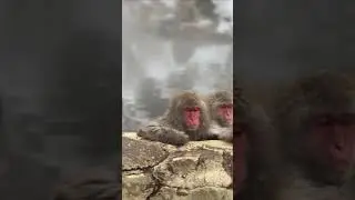 Relax In a Hot Spring 🌼🌱🙈🙉. #cute #monkey #shorts #fyp #everyone
