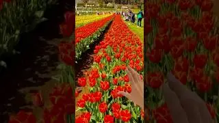 Tesselaar Tulip Festival 🌷, Victoria , Australia 🇦🇺