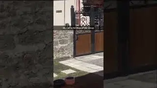 leader of cat gang