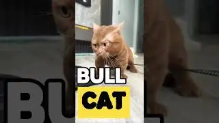 BULLCAT OR BULLDOG⁉️😂 #cat #funny