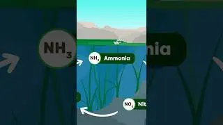 Why You Might Have High Pond Nitrates...