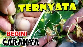Cara Memilih Daun Puring Untuk Stek Air Agar Berhasil #GoGreen #181