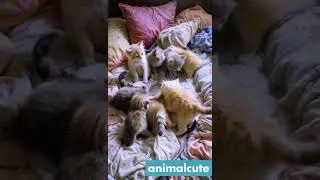 Bedtime Chaos with Playful Kittens Animalcute global #animalcute  #animals
