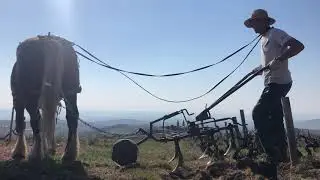 Cheval dans les vignes de Villié Morgon