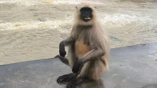 Relaxing Monkey Sitting by the Riverside | Peaceful Wildlife Moment