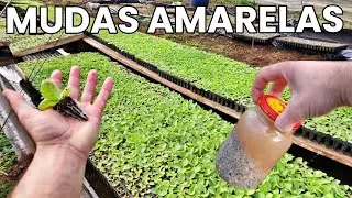 Amarelou as Mudas de Fumo | Bastante trabalho essa cultura!