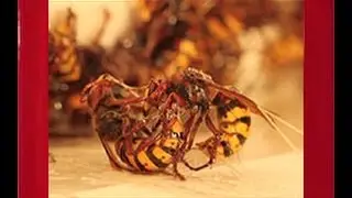Trappola calabroni come fare per rimuoverli tutti!
