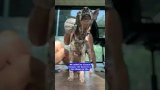 Beloved street dog gets a second Chance