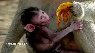 Wow cute... Adorable newborn baby monkey Cinn want to eat banana with mum