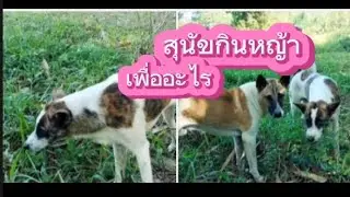 สุนัขกินหญ้าเพื่ออะไร @wanpen250