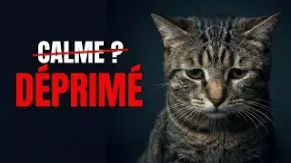 Ton chat parle: la vraie chasse avec les budgets
