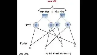 #science #facts biology ch 3 last chapter in hindi class 10 anuvanshikta 