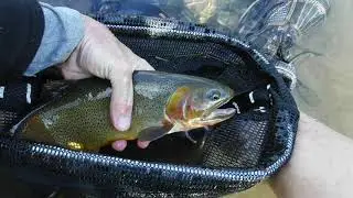 Cutthroat Trout, North Fork of Tongue River, Wyoming, Finalist Trout Beauty Pageant, Summer 2021