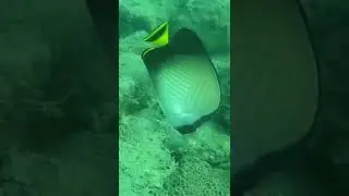 underwater photography of different marine life