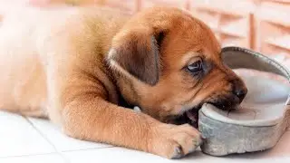 DIY Puppy Proofing: 7 Quick Tips to Pet Proof Your Home