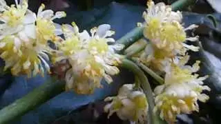 Laurus nobilis - Bay laurel flowers - L&aacute;rvi&eth;ur - L&aacute;rvi&eth;arlauf - L&aacute;rvi&eth;artr&eacute; - Matjurt