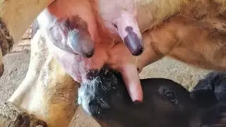 Take a close look at a calf drinking its mother's milk
