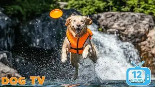 12 Hours Dog Calming Music for Separation Anxiety Relief 🐶 Sleep Healing Music for Dogs 🎵 No Ads