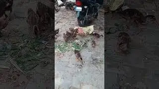 Duckling  walk #happyduck #waddle #funny #duck #animals #littleduck #shortvideo #birds