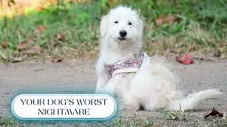 Flea Infestation 101: Protect Ocean & Monmouth County Pets
