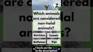 Discover More About Halal Meat In Islam Today (Explained / Fun Ways To Learn) 2 #shorts