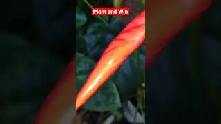 How Anthurium Plants can be grown in your Home Garden (Part 4) Whatsapp Status Video #shorts