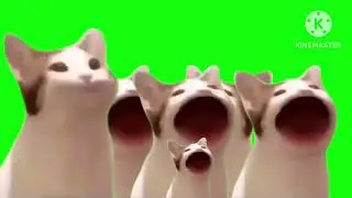 Cat pop mouth meme