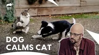 Cat Agression & Onwer Blame | My Cat From Hell | S6 Ep 1,2,3 | Animal Planet