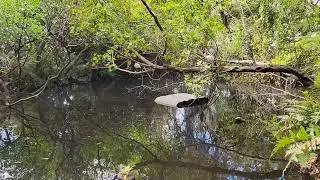 The FL Everglades at a glance #nature #florida #birds #alligator #turtle