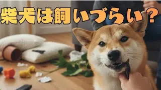 「柴犬って飼いづらい？」飼い主にしか分からない、理想と現実のギャップ