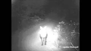 Legodimo Camera Trap Project - Brown Hyena 1