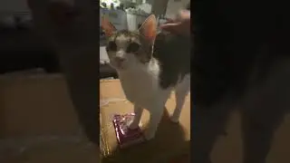 Что ты делаешь, котенок? #сестра