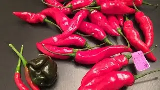 What's That Pepper  Ep19 - Thai Birds Eye x Scotch Bonnet Yellow