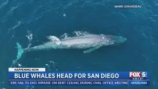 Blue Whales Head For San Diego
