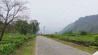 Roadside view from Upper Fagu to Jhandi || Gorubathan || Tea gardens