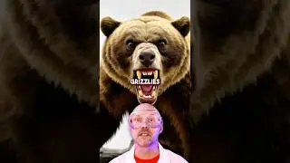 The short faced bear