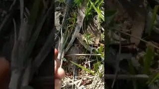 Eethakayalu😋😋😋| Eethapallu| ఈతకాయలు #shorts #gangadharbheemanala #eethakayalu #eethapallu