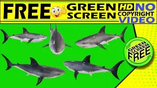 fish  green screen  green screen video  big fish  fish big  no copyright video free download