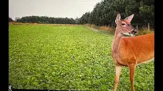 #trailcameratuesday #trailcam #trailcameras #bucks #buckdeer  #huntingseason #hunting #trailcamera