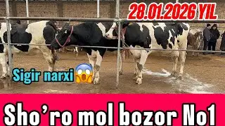 TOSHKENT VIL, QiBRAY TUMANI SHO’RO MOL BOZOR SIGIRLAR